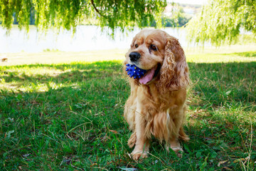 dog breed American Cocker Spaniel