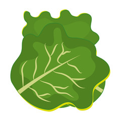 Fresh and green lettuce graphic design over white background,vector illustration.