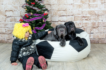 Photos Mastino breed dogs Neapolitana and baby little girl at the Christmas tree.