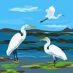 Great egret (great white heron)