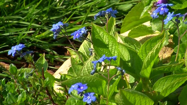 Die Bl&uuml;ten des Vergissmeinnichts bewegen sich im Wind