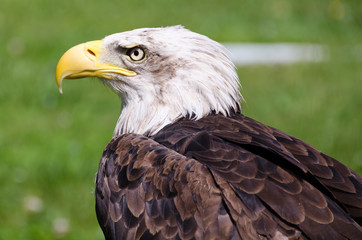 LA MIRADA DEL AGUILA