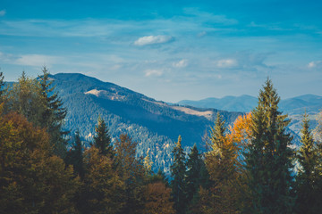 Autumn in the Carpathian mountains. Trees and fur-trees on the sky and hills background