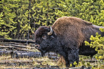 American Buffalo