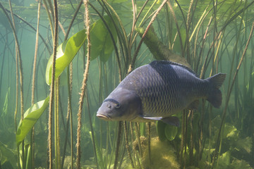 Freshwater fish carp (Cyprinus carpio) in the beautiful clean pound. Underwater shot in the lake. Wild life animal. Carp in the nature habitat with nice background with water lily.