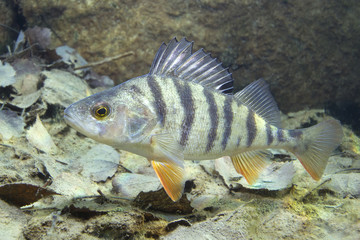 Freshwater fish perch (perca fluviatilis) in the beautiful clean pound. Underwater shot in the lake. Wild life animal. Perch in the nature habitat with nice background. Live in the lake - obrazy, fototapety, plakaty