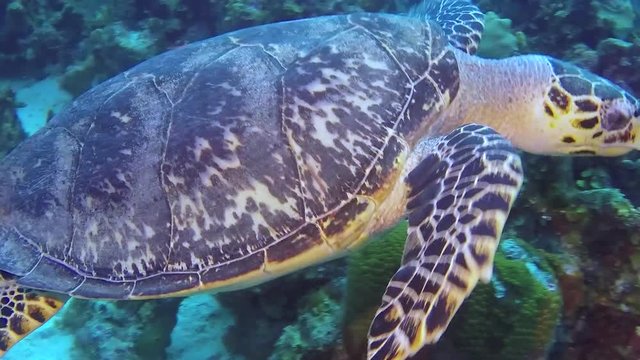 Hawksbill Sea Turtle Swimming and Feeding on a Tropical Coral Reef