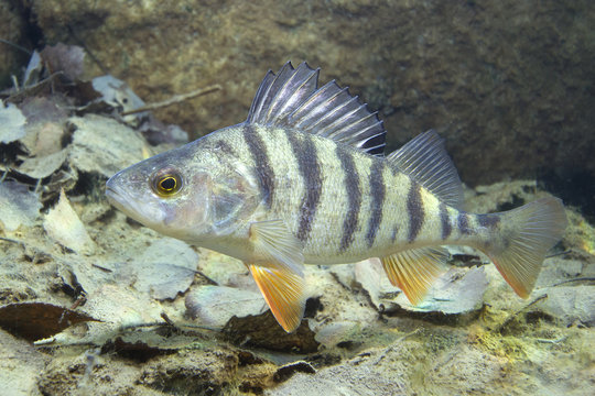 Freshwater fish perch (perca fluviatilis) in the beautiful clean pound. Underwater shot in the lake. Wild life animal. Perch in the nature habitat with nice background. Live in the lake