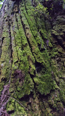 Green Tree Bark Moss