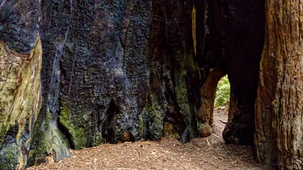 Inside a Giant Redwood Tree
