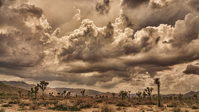 Joshua Tree Desert Storm