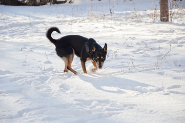 black dog on sunny winter snow