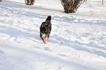 black dog on sunny winter snow