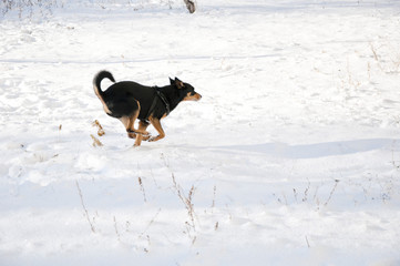 black dog on sunny winter snow