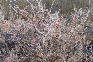 Haws On An Frosty Morning