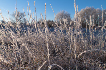 Obraz premium Early Morning Ice Crystals On Grass Krefeld