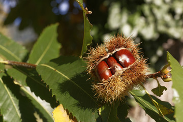 Esskastanie im 3er Pack am Baum-2