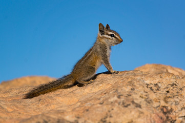 Closeup of american squirrel on the rock