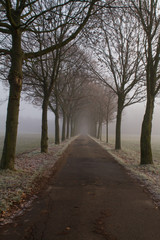 Fototapeta premium Tree Avenue With Fog