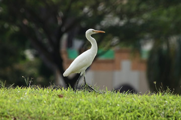 Fototapeta premium EGRET ON GRASS