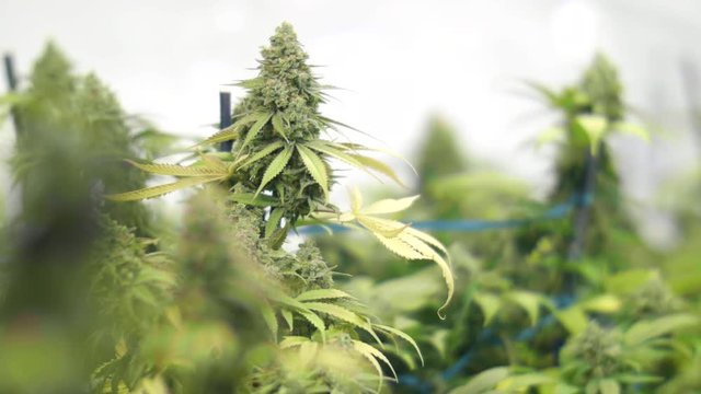 Rack Focus of Large Buds on Marijuana Plants at Indoor Cannabis Farm