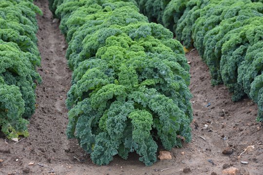 Col rizada o col crespa 2