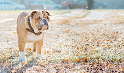 English bulldog in the park