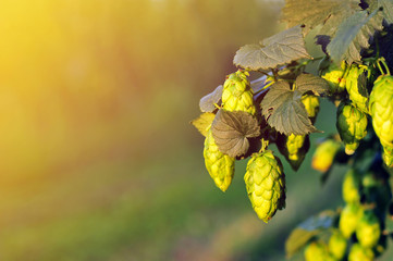 Green hops, lit by warm sun light
