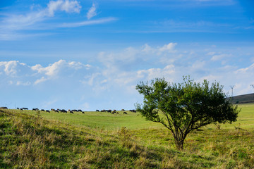 Fototapeta na wymiar Amazing scene with alone tree, mountain slope and grazing cows, Armenia