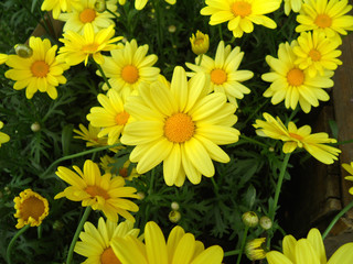 Bunch of blooming bright yellow flowers on the green leaves