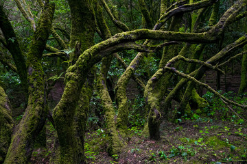 Forest at Garajonay National Park, La Gomera, Canary Islands, Spain