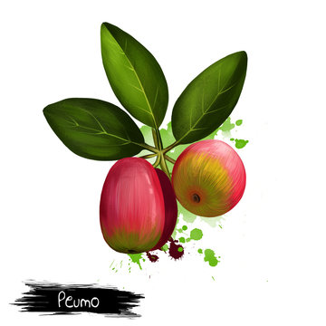 Peumo fruit, leaf isolated on white. Cryptocarya alba or Chilean acorn. Evergreen tree grows in Chile and Argentina. Can live in wet and dry conditions. Fruits of the world collection. Digital art