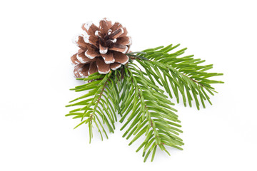 Fir tree branch and cones isolated on white background.