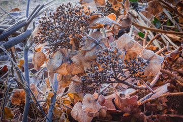 Nice closeups dry Hortensia in sepia color covered with white hoarfrost