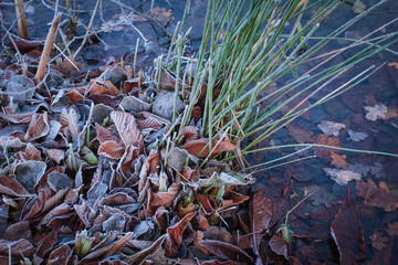 Wonderful leaves frozen in the icy water of the pond