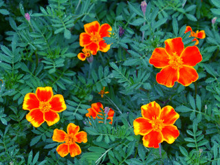 Many vivid orange and yellow two-tone blooming flowers on the green leaves 