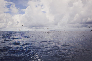Seagulls over the waves of the ocean. Gloomy cloudy day.