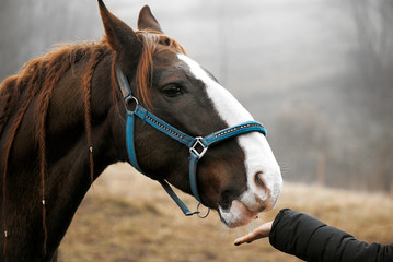 Close up of feeding a brown horse with hands