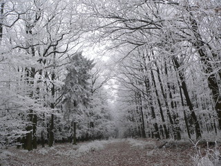 view on the frozen trees in a forest in the Czech Republic