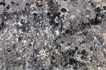 Gray rock surface with lichen