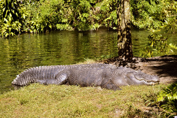 American alligator