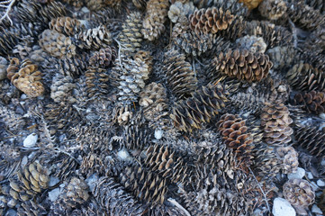 Pine Cones