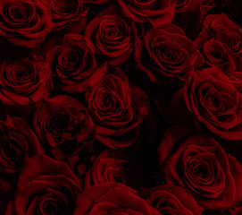 gorgeous red roses  background.
