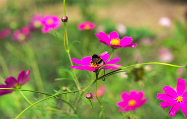 insect bumble bee pollinates  pink flower