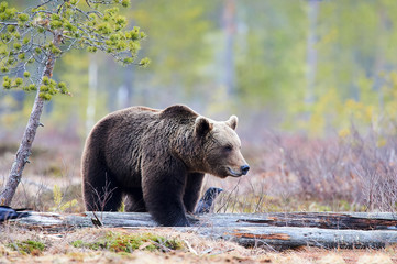 Fototapeta premium Brown bear in the taiga