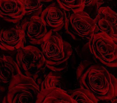 gorgeous red roses  background.