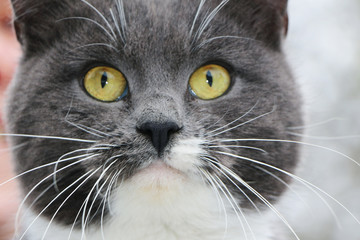 gray cat close-up