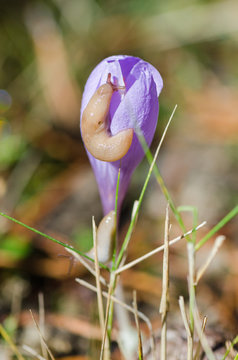 BABOSAS TREPANDO A UNA FLOR