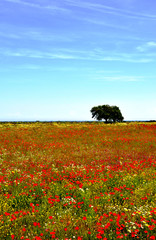 Salento - Un Bellissimo campo di papaveri in agro di Acaya 