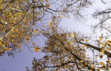 Bright autumn leaves in the natural environment